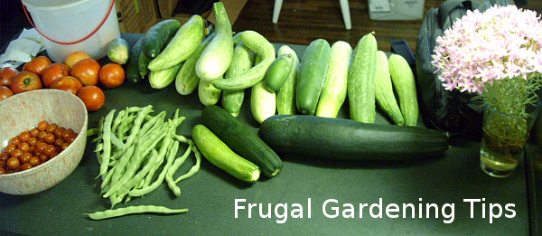 Frugal Gardening 