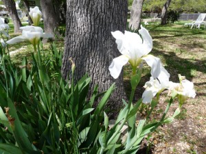 irises2010