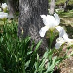 14 Frugal Gift Ideas for Mothers Day